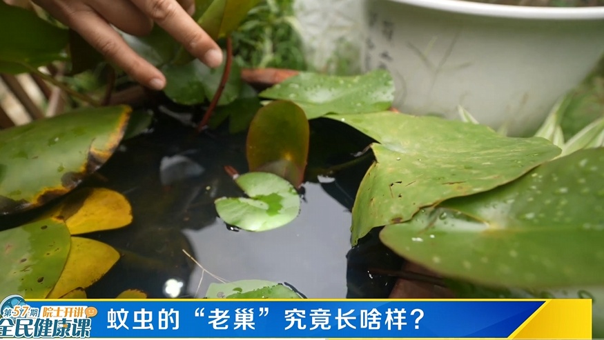 蚊子为什么爱咬你？教你几招让蚊子无处可逃