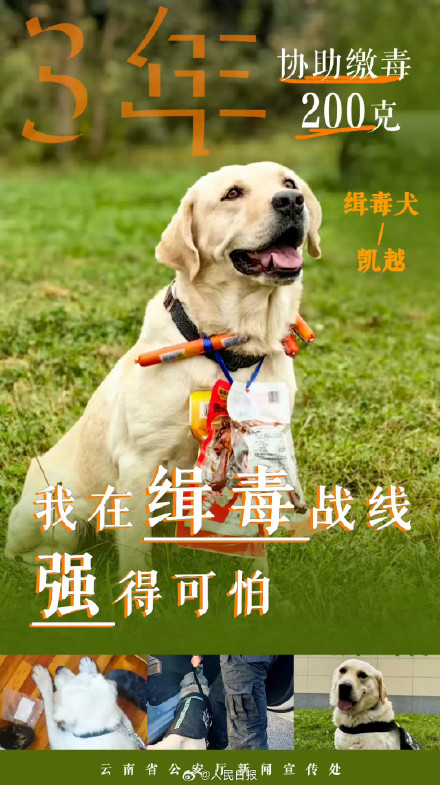 云南警方公布10只缉毒犬成绩单赞！