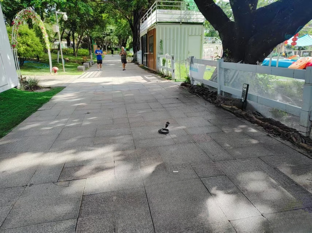 “眼镜蛇!两条!”白云儿童公园有蛇出没,园方回应 “眼镜蛇!两条!”白云儿童公园有蛇出没,园方回应