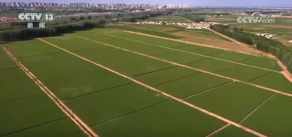 全国夏粮收获过九成 手机操作、线上预约成为今年农民卖粮新方式