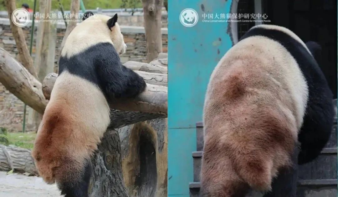 被虐待?"顶流大明星"身上出现"血洞"?紧急回应 被虐待?"顶流大明星"身上出现"血洞"?紧急回应