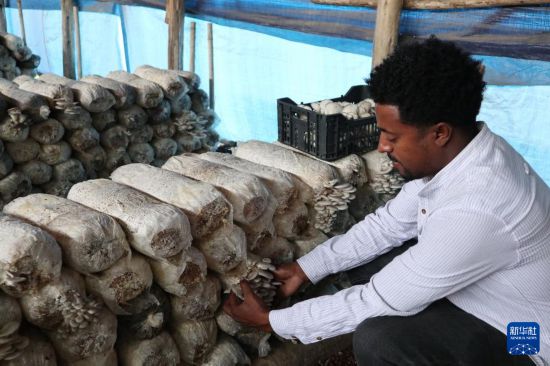 授人以“菇”——中国食用菌技术让埃塞人的餐盘更丰富 授人以“菇”——中国食用菌技术让埃塞人的餐盘更丰富