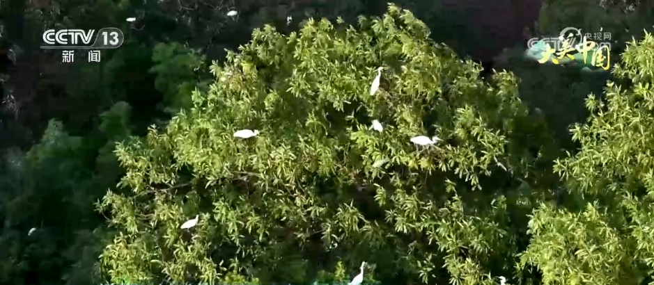 仲夏时节万物繁盛 透过镜头领略万千气象的大美中国 仲夏时节万物繁盛 透过镜头领略万千气象的大美中国