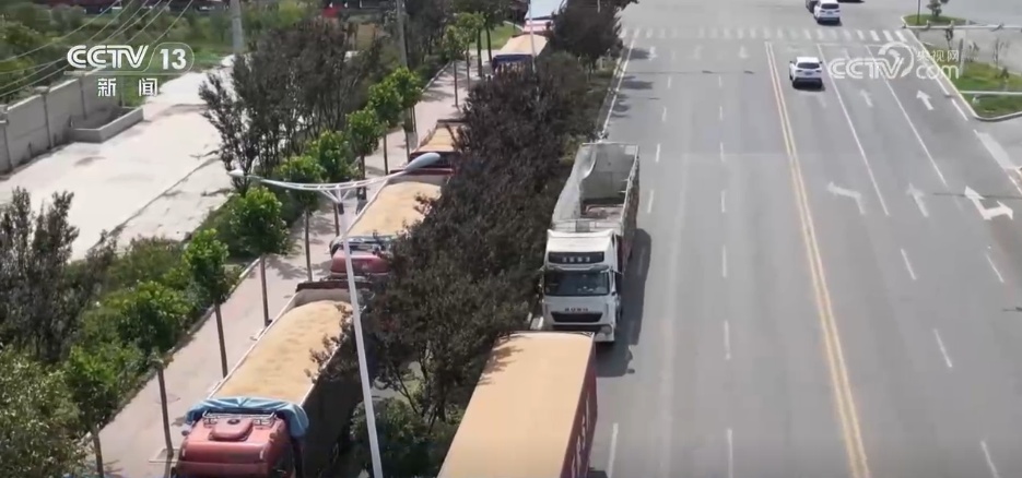 全国夏粮收获过九成 手机操作、线上预约成为今年农民卖粮新方式