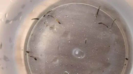 8岁女童持续呕出活虫!医生揪出元凶,可能你家也有→ 8岁女童持续呕出活虫!医生揪出元凶,可能你家也有→