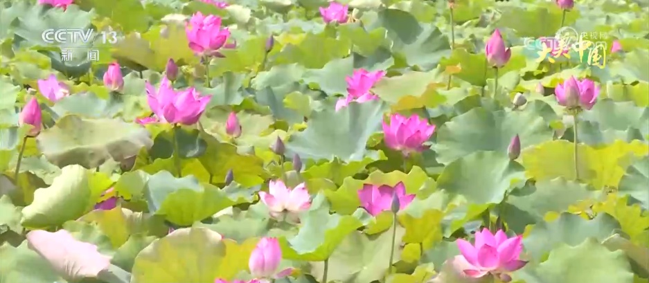 仲夏时节万物繁盛 透过镜头领略万千气象的大美中国 仲夏时节万物繁盛 透过镜头领略万千气象的大美中国