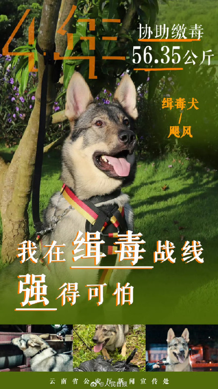 云南警方公布10只缉毒犬成绩单赞！