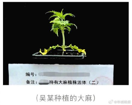 夫妻在自家地下室种大麻被抓!还多次用来“款待”友人 夫妻在自家地下室种大麻被抓!还多次用来“款待”友人