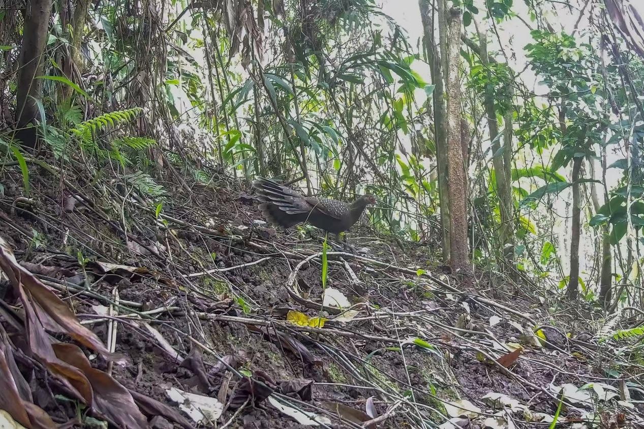 首次拍摄清晰影像!海南孔雀雉现身番加省级自然保护区 首次拍摄清晰影像!海南孔雀雉现身番加省级自然保护区