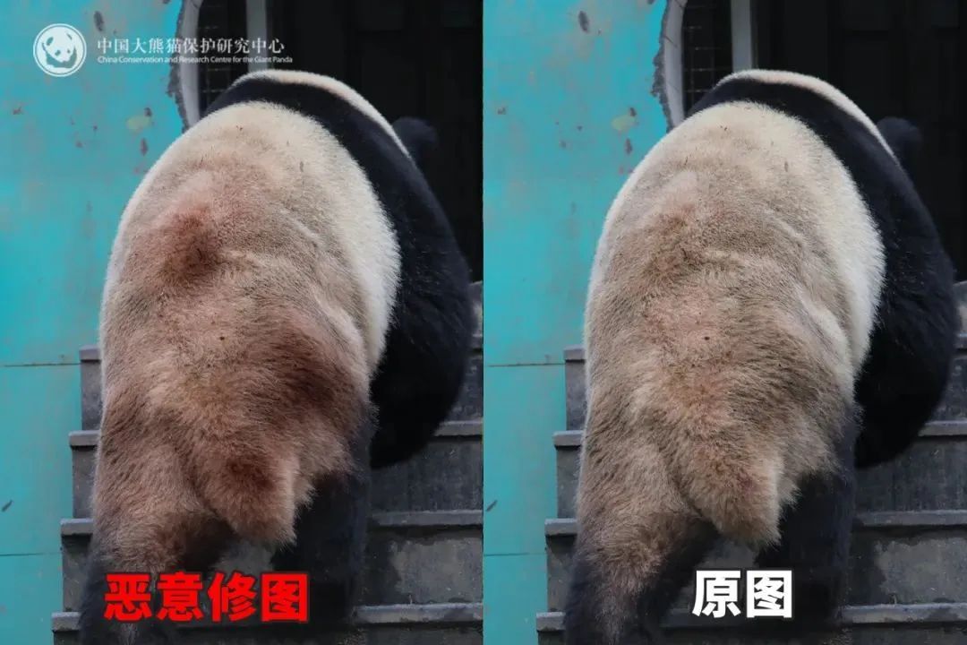 被虐待?"顶流大明星"身上出现"血洞"?紧急回应 被虐待?"顶流大明星"身上出现"血洞"?紧急回应