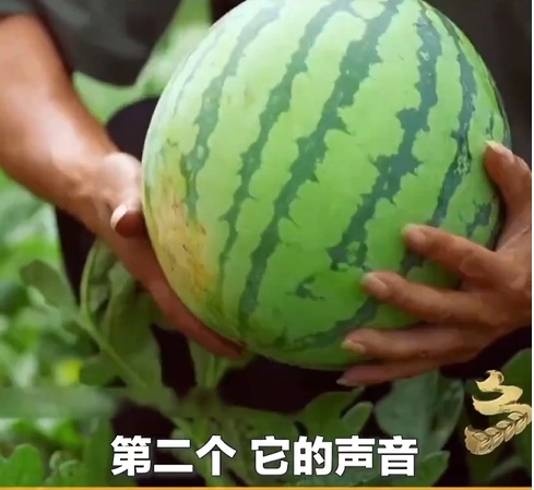 不想开到“生瓜蛋子”,夏天这七种水果就得这样挑!(非常实用版) 不想开到“生瓜蛋子”,夏天这七种水果就得这样挑!(非常实用版)