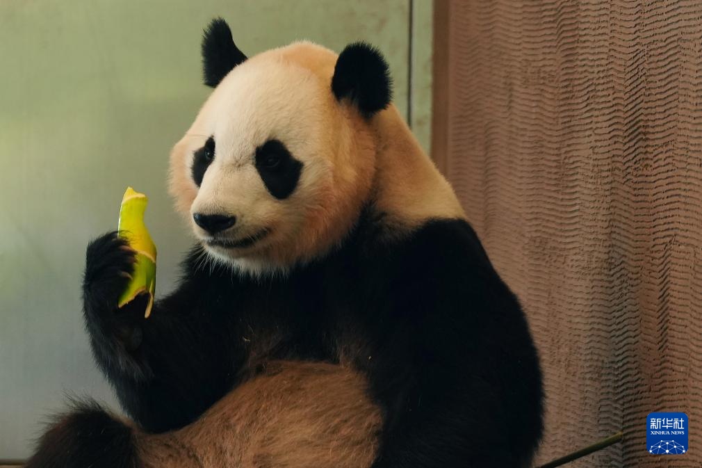 日本和歌山县四只旅日大熊猫即将回国 日本和歌山县四只旅日大熊猫即将回国