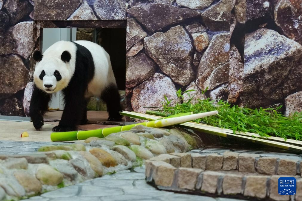 日本和歌山县四只旅日大熊猫即将回国 日本和歌山县四只旅日大熊猫即将回国