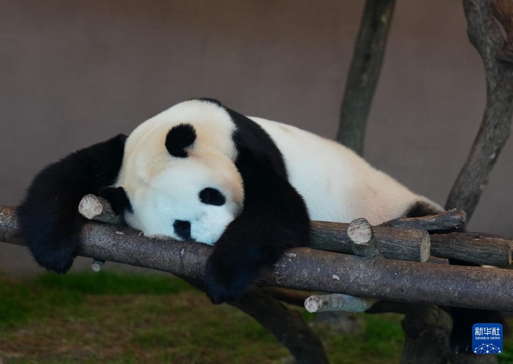 日本和歌山县四只旅日大熊猫即将回国 日本和歌山县四只旅日大熊猫即将回国