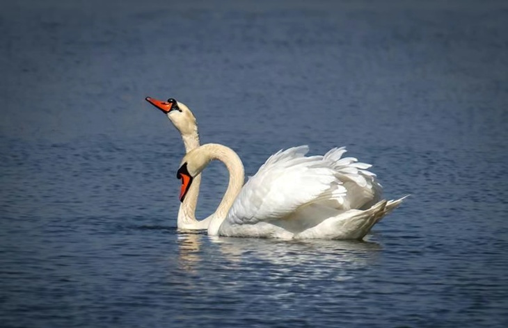 《驯龙高手》热映，想骑“没牙仔”？那可不容易！