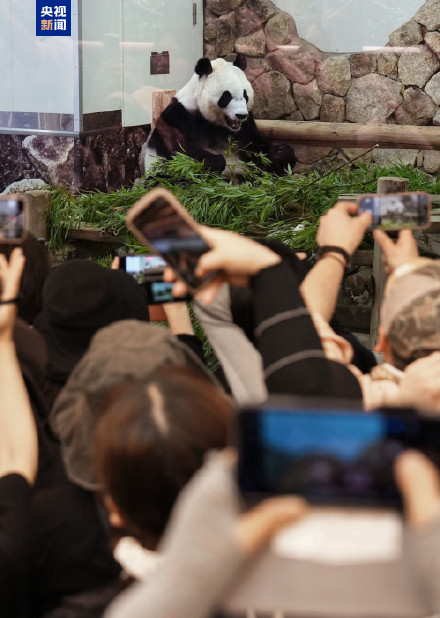 4只旅日大熊猫明日启程回国 日本民众依依惜别大熊猫 4只旅日大熊猫明日启程回国 日本民众依依惜别大熊猫