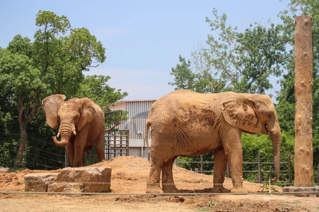 上海野生动物园回应“非洲象长期被欺负”! 上海野生动物园回应“非洲象长期被欺负”!