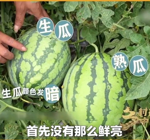 不想开到“生瓜蛋子”,夏天这七种水果就得这样挑!(非常实用版) 不想开到“生瓜蛋子”,夏天这七种水果就得这样挑!(非常实用版)