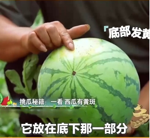 不想开到“生瓜蛋子”,夏天这七种水果就得这样挑!(非常实用版) 不想开到“生瓜蛋子”,夏天这七种水果就得这样挑!(非常实用版)