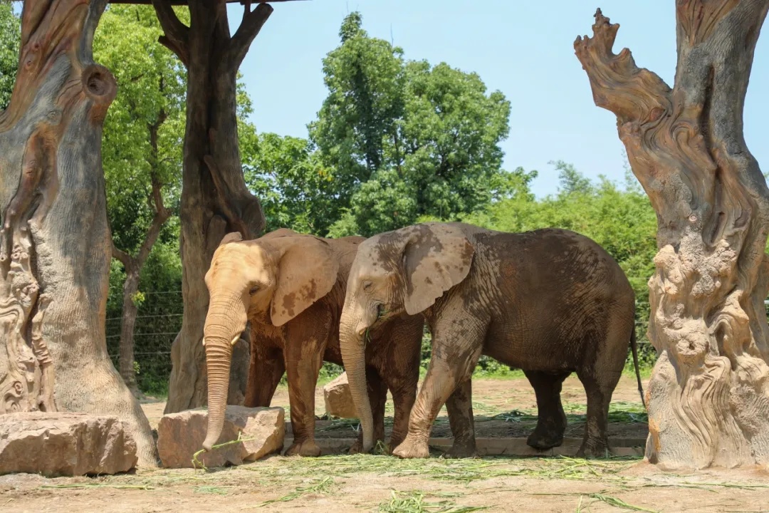 上海野生动物园回应“非洲象长期被欺负”! 上海野生动物园回应“非洲象长期被欺负”!