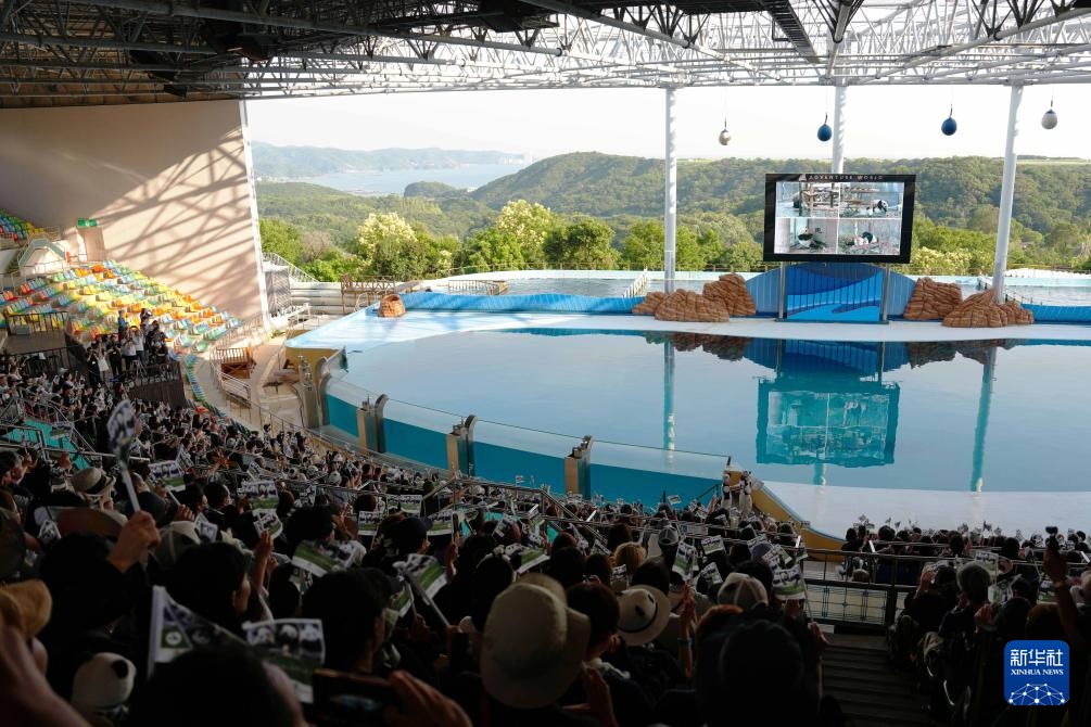 日本和歌山县四只旅日大熊猫即将回国 日本和歌山县四只旅日大熊猫即将回国