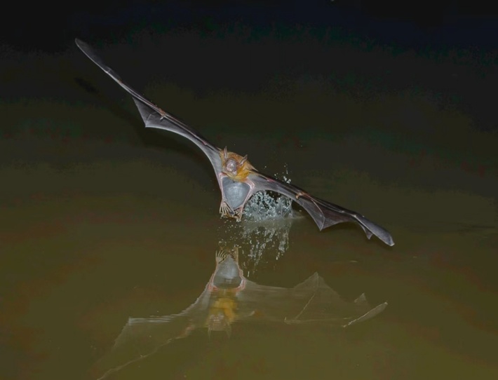 《驯龙高手》热映，想骑“没牙仔”？那可不容易！