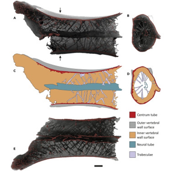 《驯龙高手》热映，想骑“没牙仔”？那可不容易！