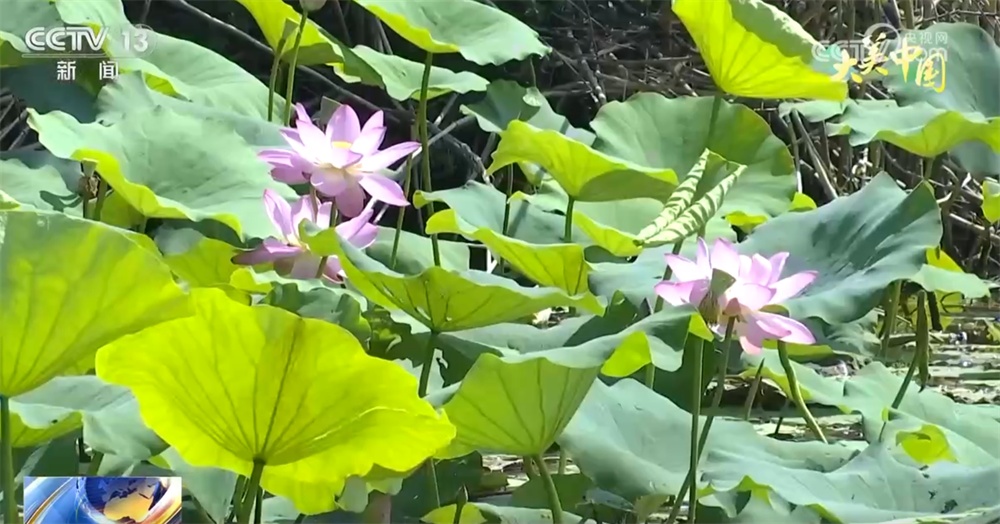以“景”促业兴、引“客”助增收 青山绿水间畅享“生态游”