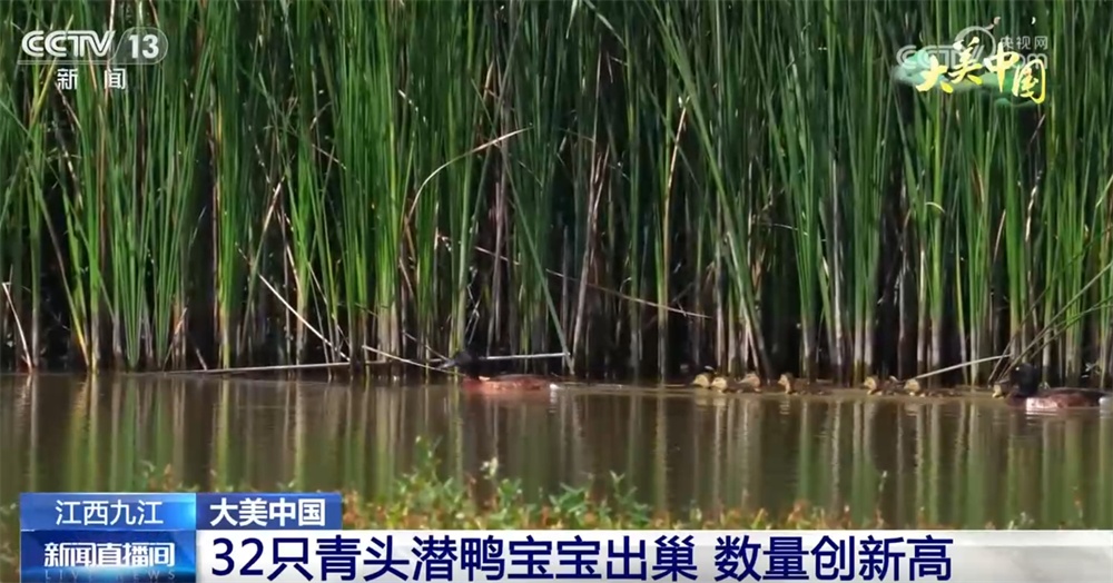 在逐“绿”前行中厚植发展“底色” 大美中国舒展壮阔生态画卷 在逐“绿”前行中厚植发展“底色” 大美中国舒展壮阔生态画卷