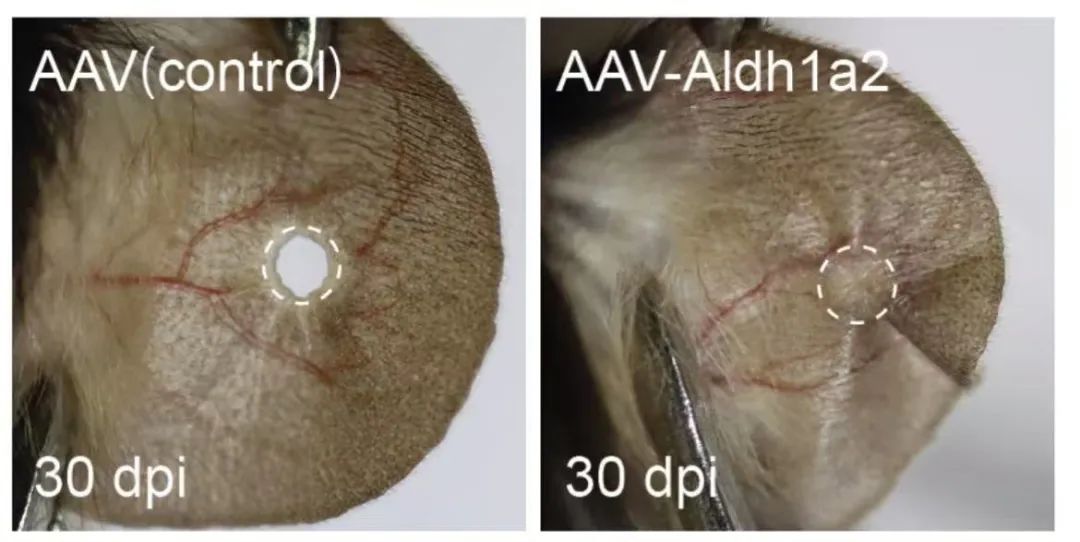 再生是“超能力”？科学家发现这一基因“开关”