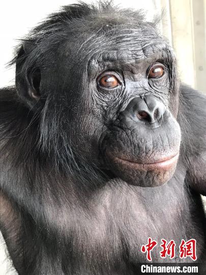 国际最新研究：笑声或引发倭黑猩猩情感共鸣并影响行为
