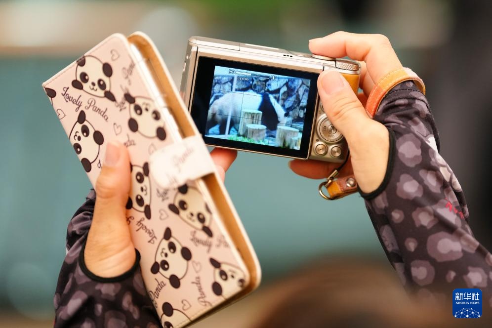 日本和歌山县四只旅日大熊猫即将回国 日本和歌山县四只旅日大熊猫即将回国