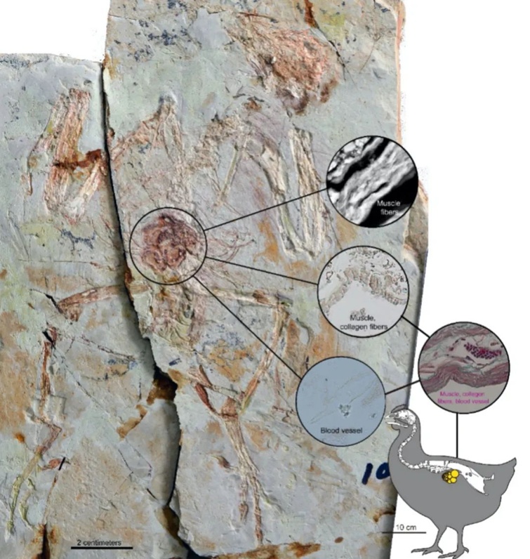 《驯龙高手》热映，想骑“没牙仔”？那可不容易！