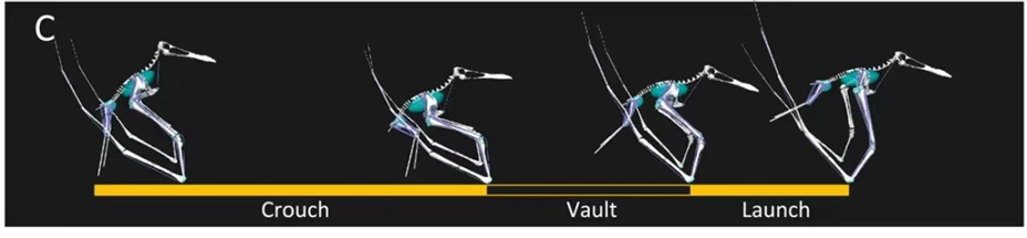《驯龙高手》热映，想骑“没牙仔”？那可不容易！