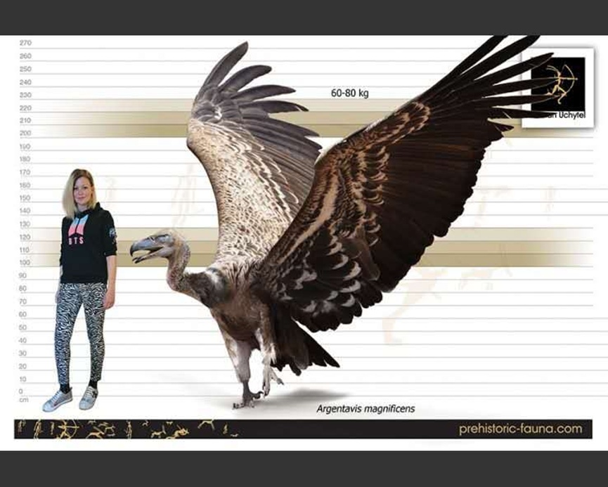 《驯龙高手》热映，想骑“没牙仔”？那可不容易！