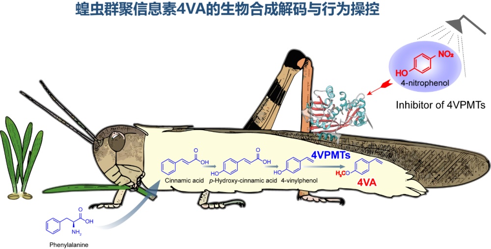 “虫族密会”暗号，被破译了！