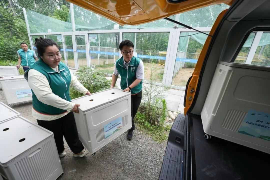 单次放飞新纪录！盐城16只东方白鹳成功归野