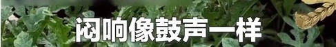 不想开到“生瓜蛋子”,夏天这七种水果就得这样挑!(非常实用版) 不想开到“生瓜蛋子”,夏天这七种水果就得这样挑!(非常实用版)