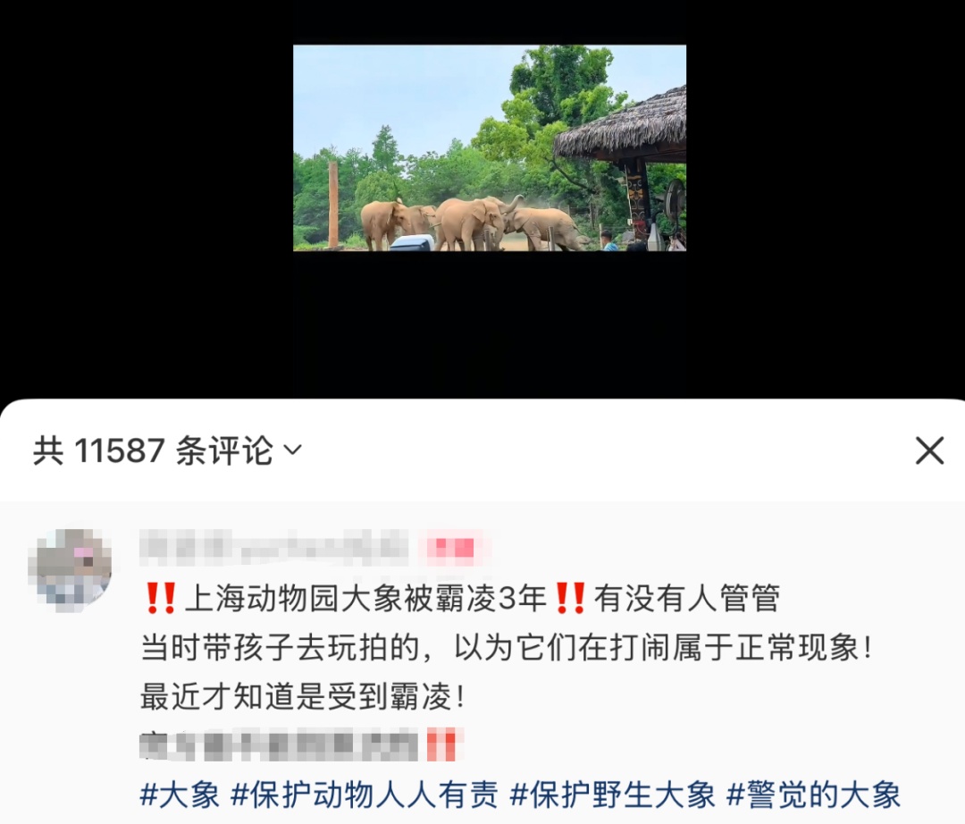 上海发生霸凌事件，大象被群殴3年？野生动物园回应：不存在