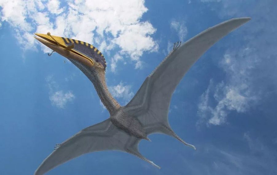 《驯龙高手》热映，想骑“没牙仔”？那可不容易！