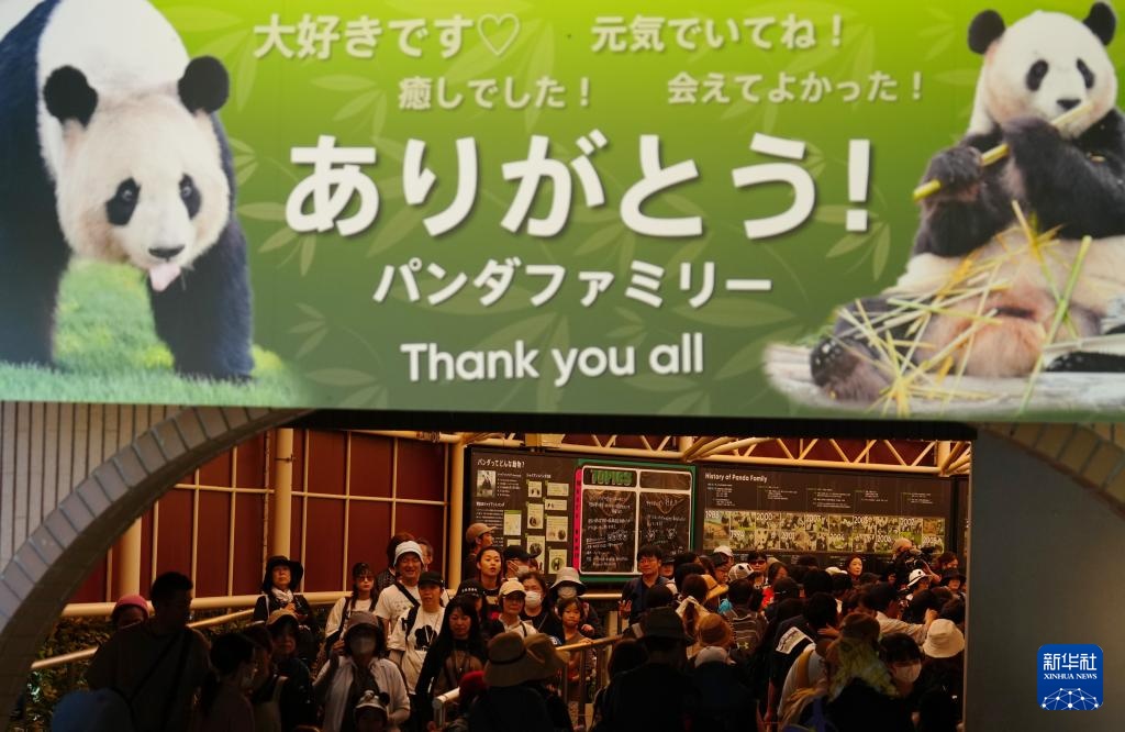 日本和歌山县四只旅日大熊猫即将回国 日本和歌山县四只旅日大熊猫即将回国