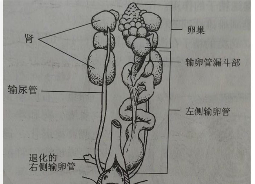 《驯龙高手》热映，想骑“没牙仔”？那可不容易！