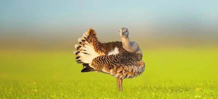 《驯龙高手》热映，想骑“没牙仔”？那可不容易！