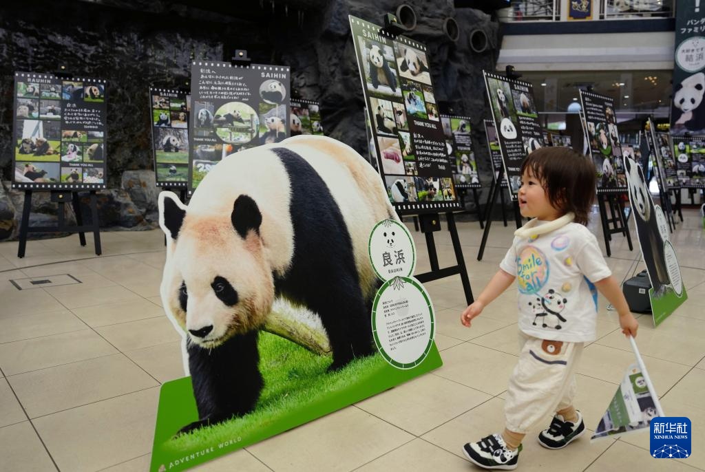 日本和歌山县四只旅日大熊猫即将回国 日本和歌山县四只旅日大熊猫即将回国