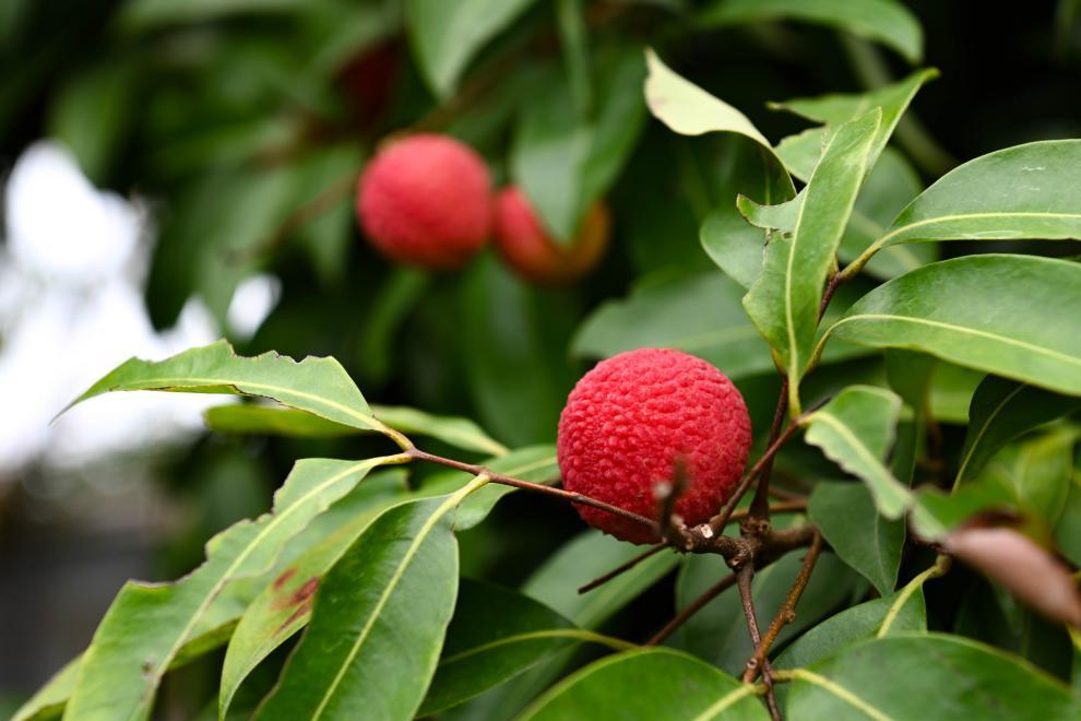一口鲜甜,穿越千年:古人有多爱荔枝? 一口鲜甜,穿越千年:古人有多爱荔枝?