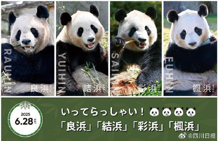 欢迎回家!4只旅日大熊猫平安落地成都 欢迎回家!4只旅日大熊猫平安落地成都