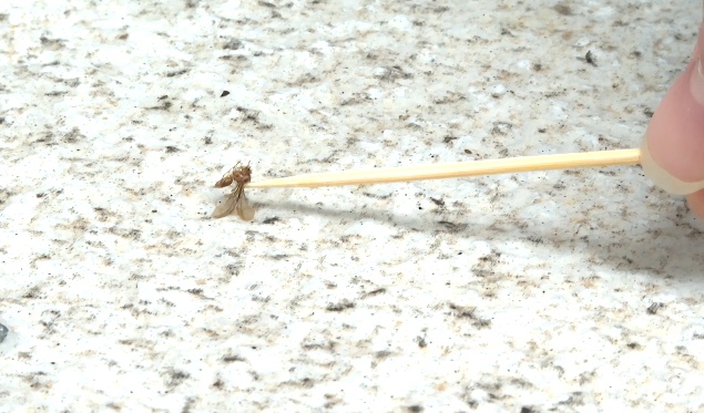 头皮发麻！贵州阿姨家中不断出现黑色昆虫：根本喷杀不完，更担心的是……