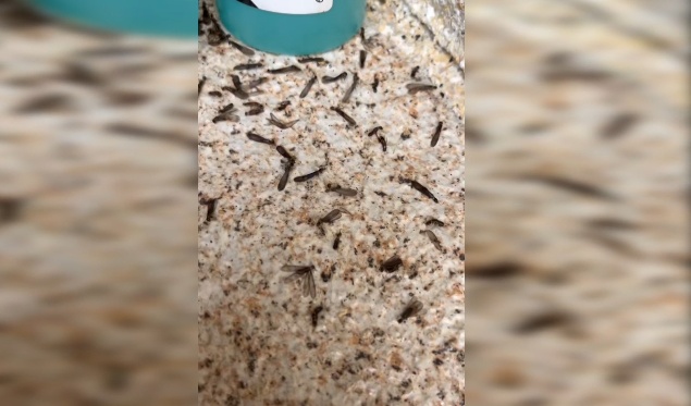 头皮发麻！贵州阿姨家中不断出现黑色昆虫：根本喷杀不完，更担心的是……