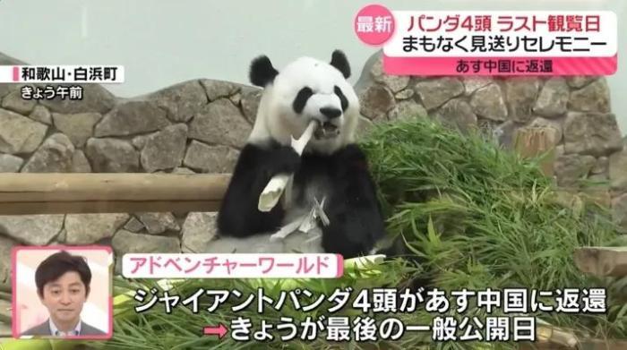 4只旅日大熊猫将回国 日本民众：“感谢带来的美好回忆”