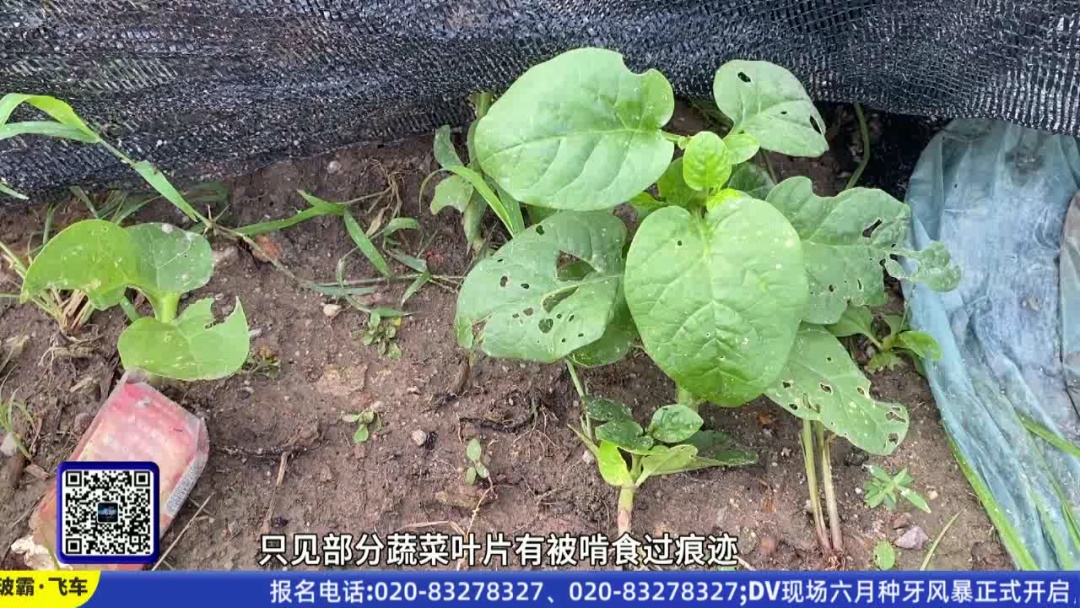 不是感冒，严重可致死！目前正是高发季，已有人中招